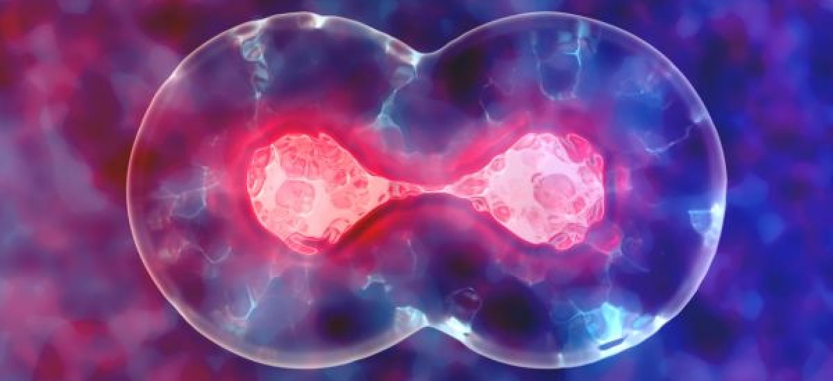 Stem Cell